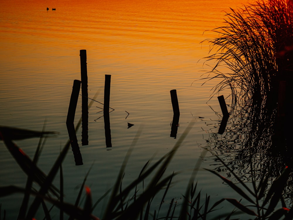 silhouette of plants on body of water