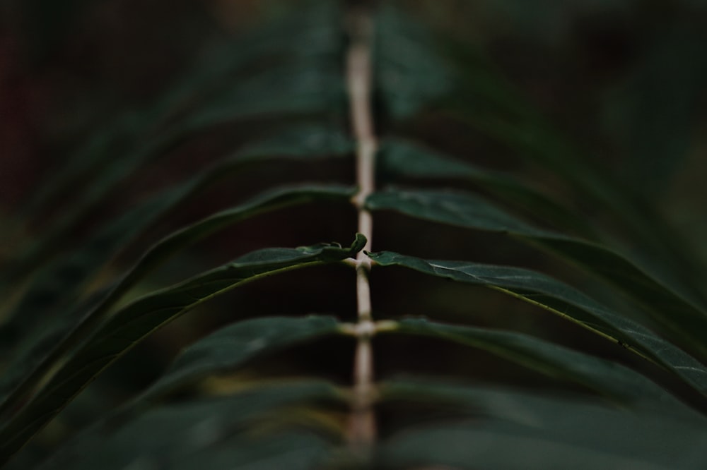 macro photography of green leaves