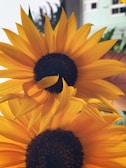 Two large sunflowers with vibrant yellow petals and dark brown centers are prominently displayed. The background includes blurred greenery and part of a building, with a hand holding the flowers.