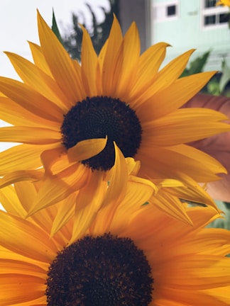 Two large sunflowers with vibrant yellow petals and dark brown centers are prominently displayed. The background includes blurred greenery and part of a building, with a hand holding the flowers.