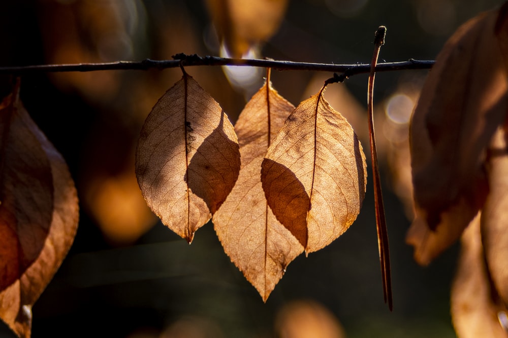 macro photography of brown leaves