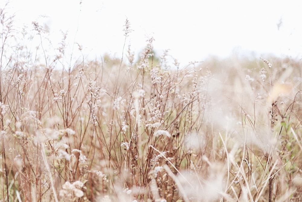 brown grass covered by snow