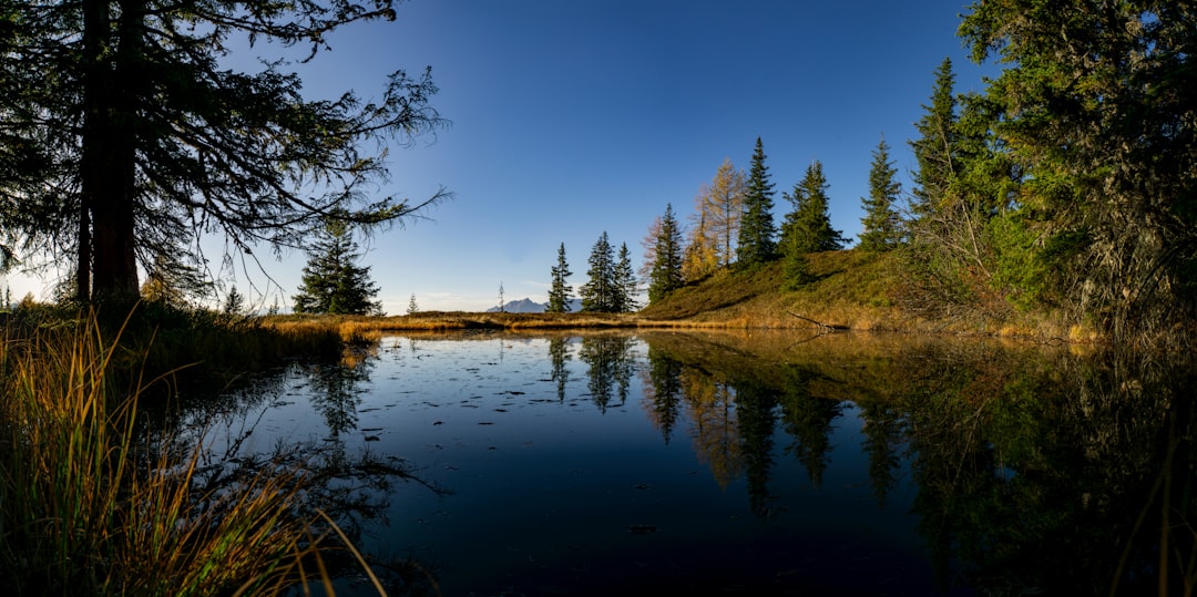 calm body of water surrounded by trees