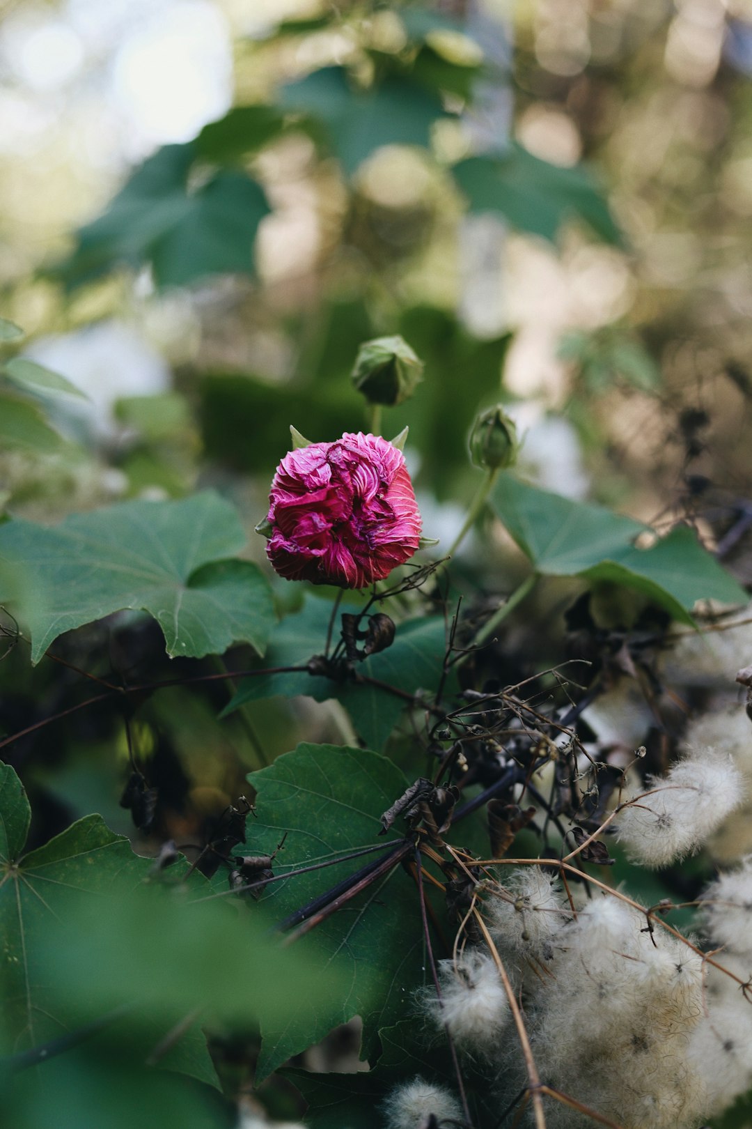 red-petaled flower