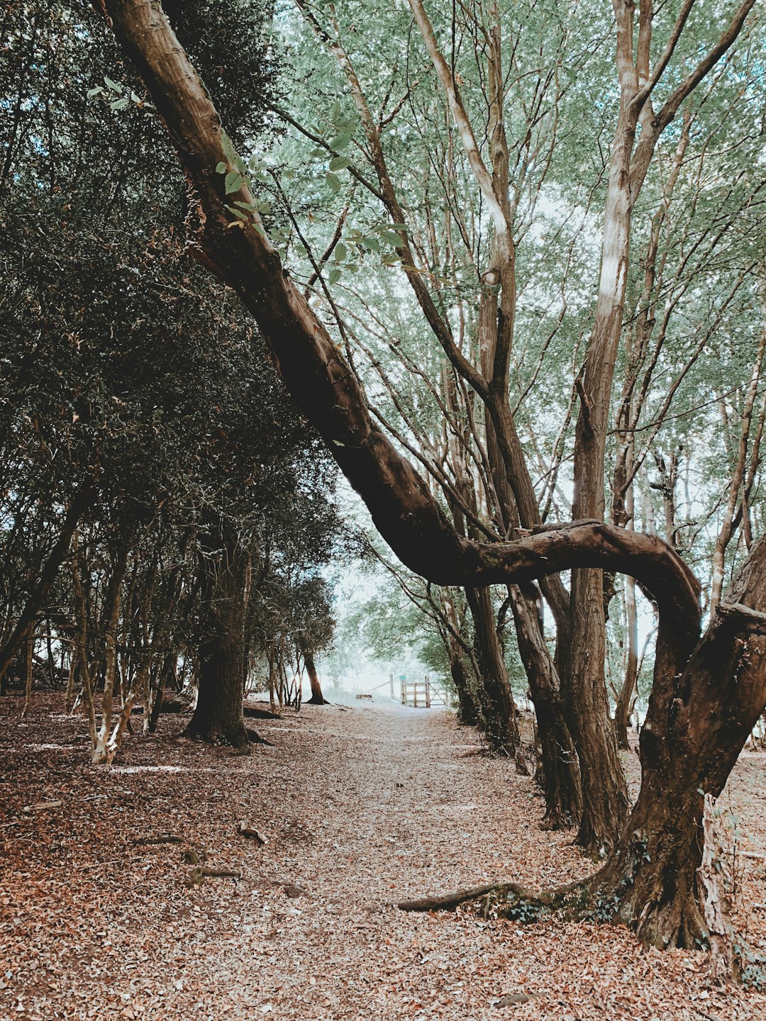empty pathway through forest