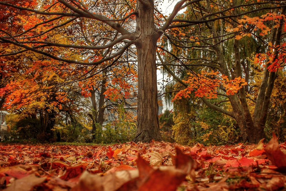 scattered leaves on ground under tree