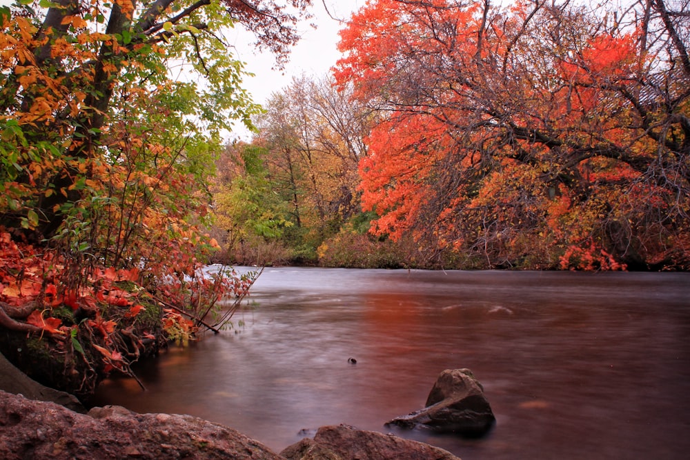 calm body of water in between of trees