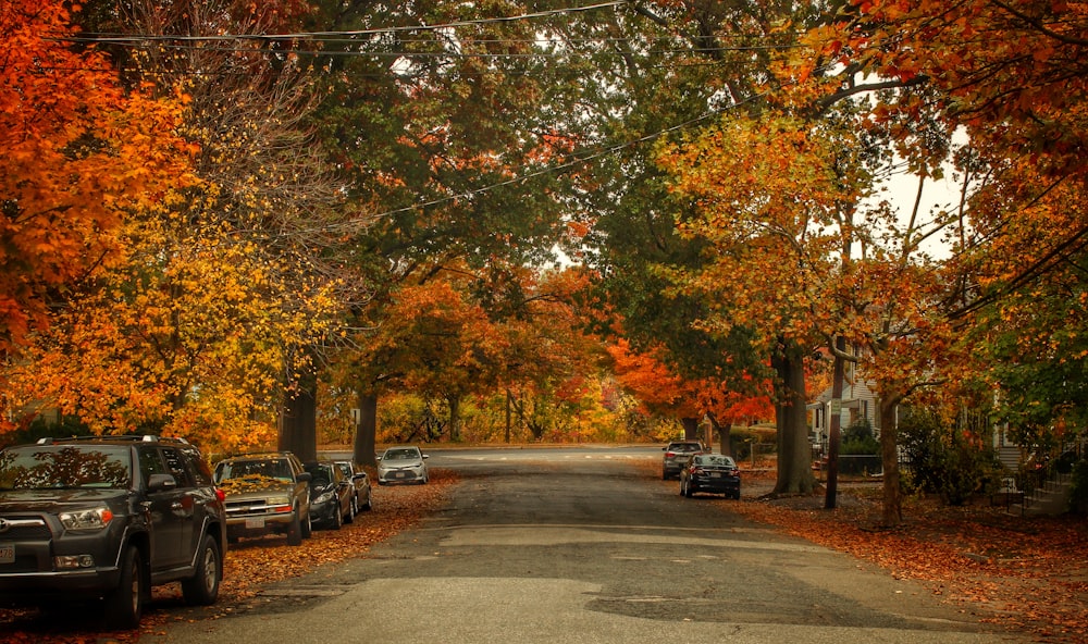 row of vehicles parked on the side of trees