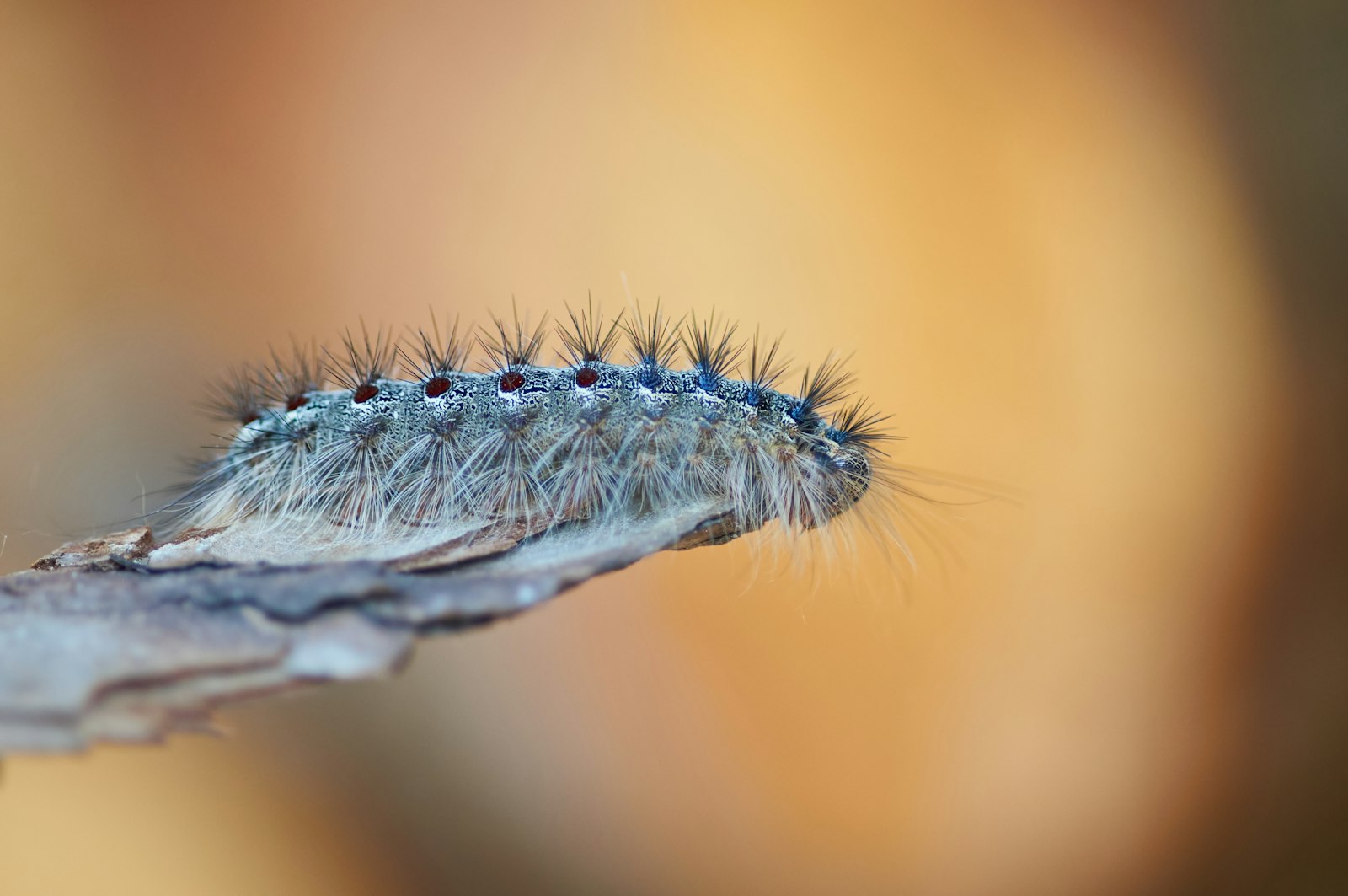 Minolta AF 100mm F2.8 Macro [New] sample photo. Grey and blue caterpillar photography
