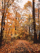 Scenic forest hike trail near Lamahatta with vibrant autumn leaves.