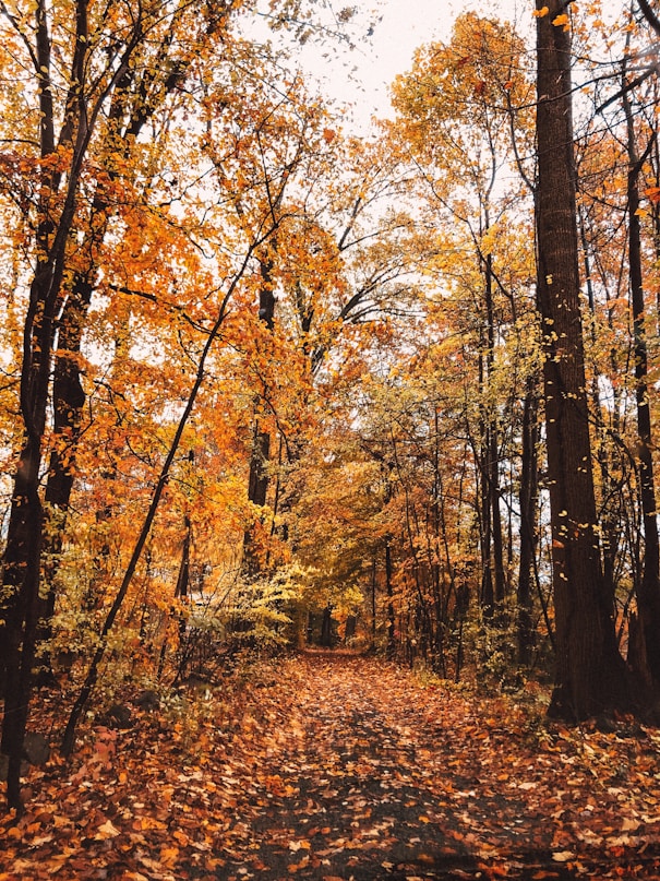 street surrounded by leaves i nbetween of trees