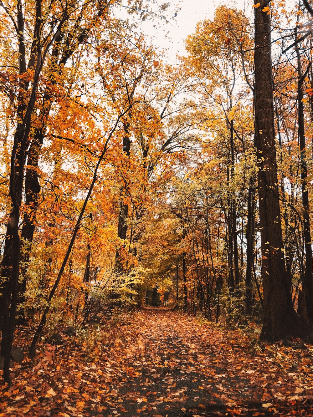 street surrounded by leaves i nbetween of trees