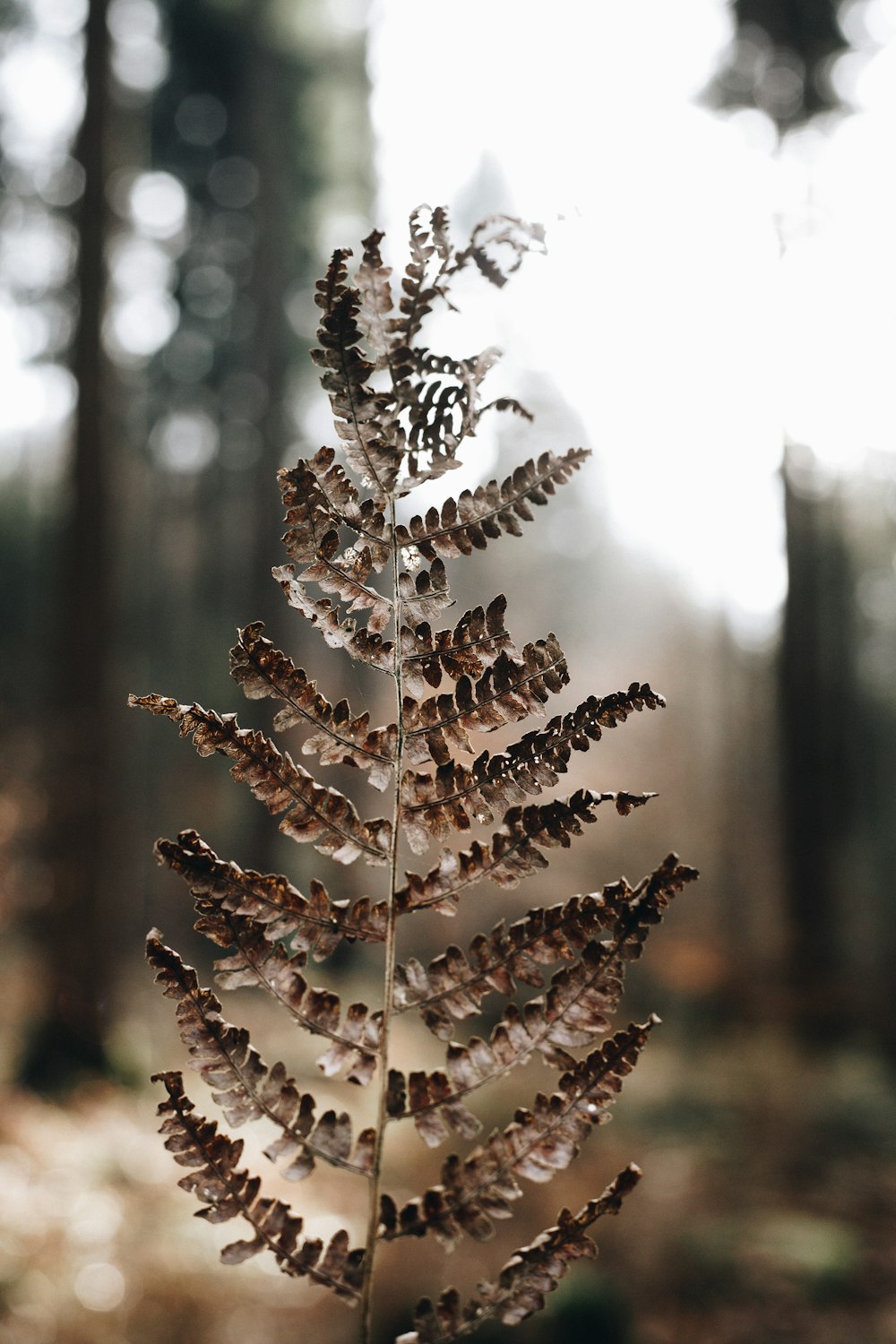 macro photography of green-leafed plant