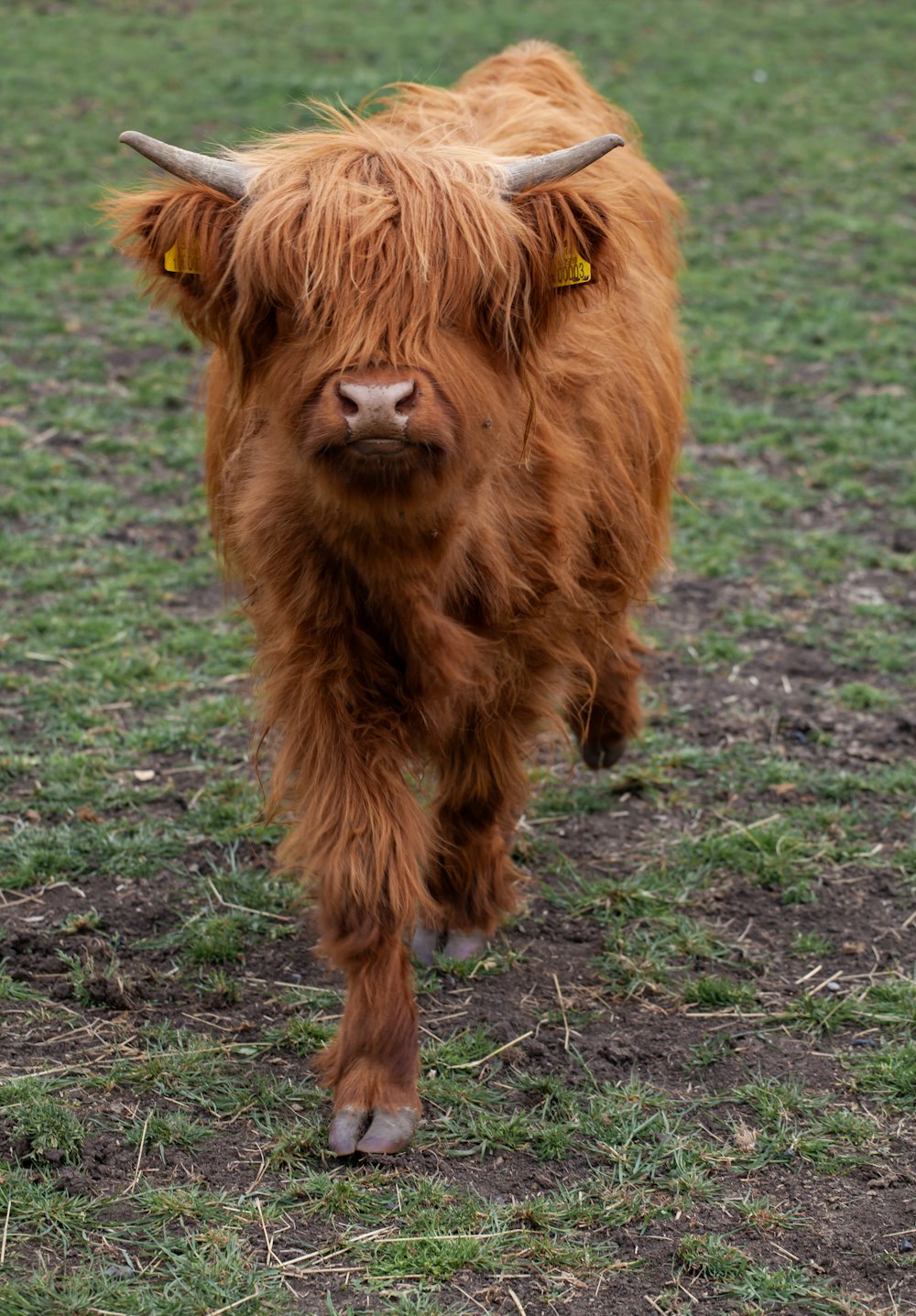 brown yak