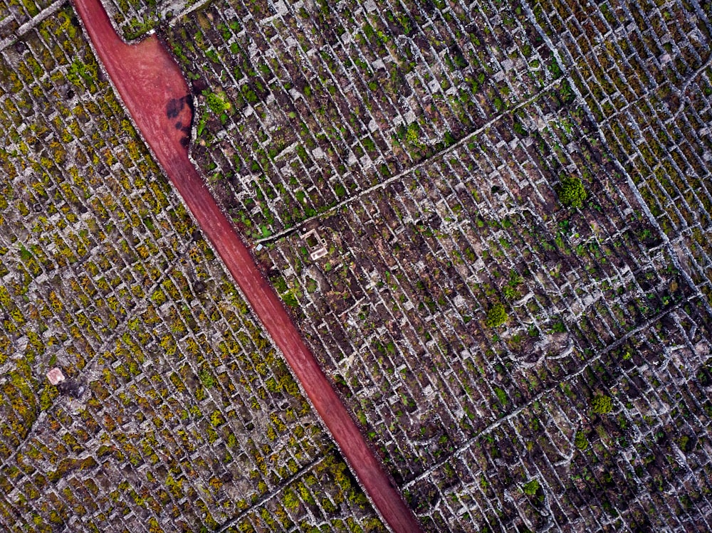 aerial photography of farm field