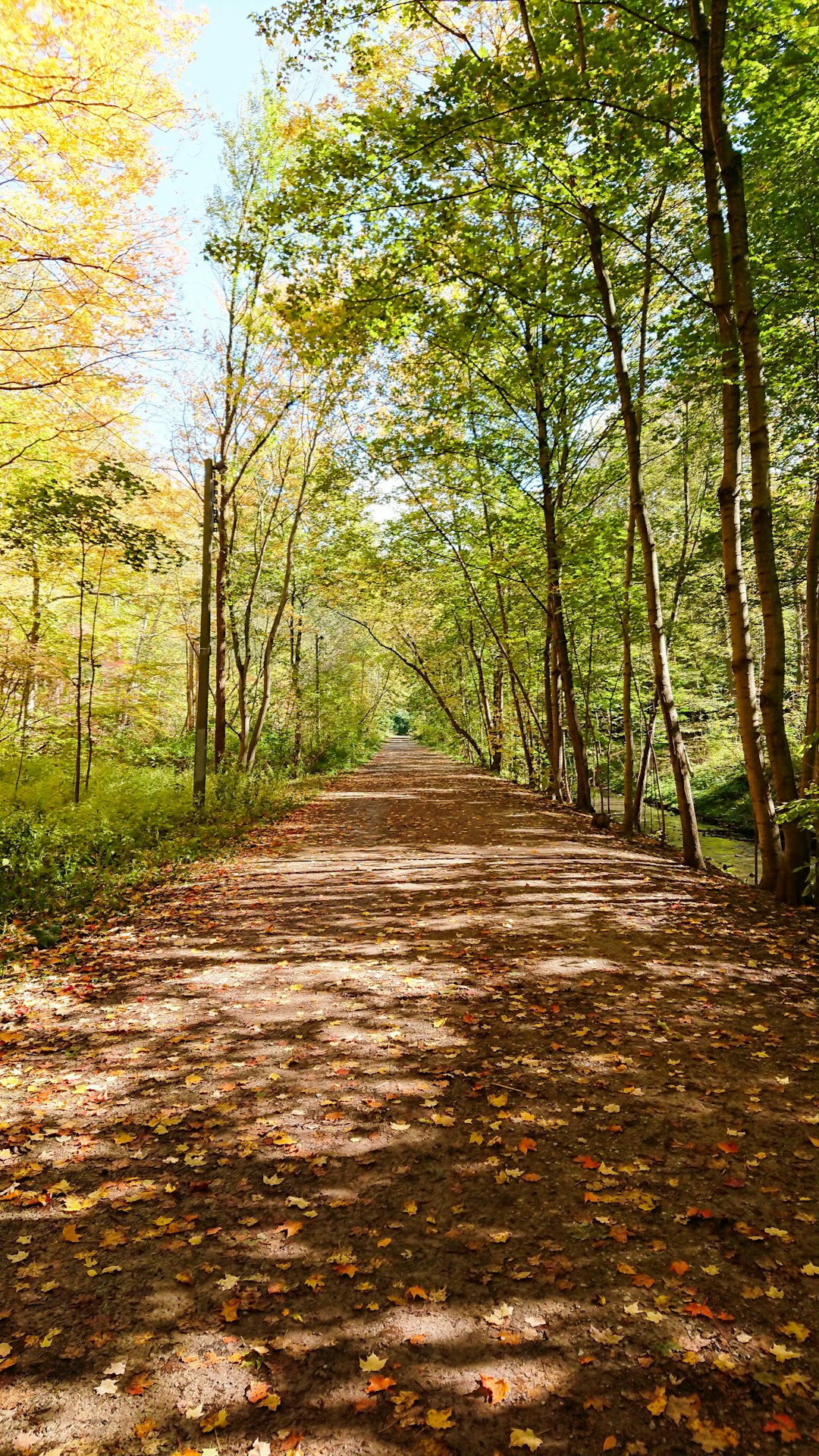 travelers stories about Forest in Park Drive Reservation Lands, Canada