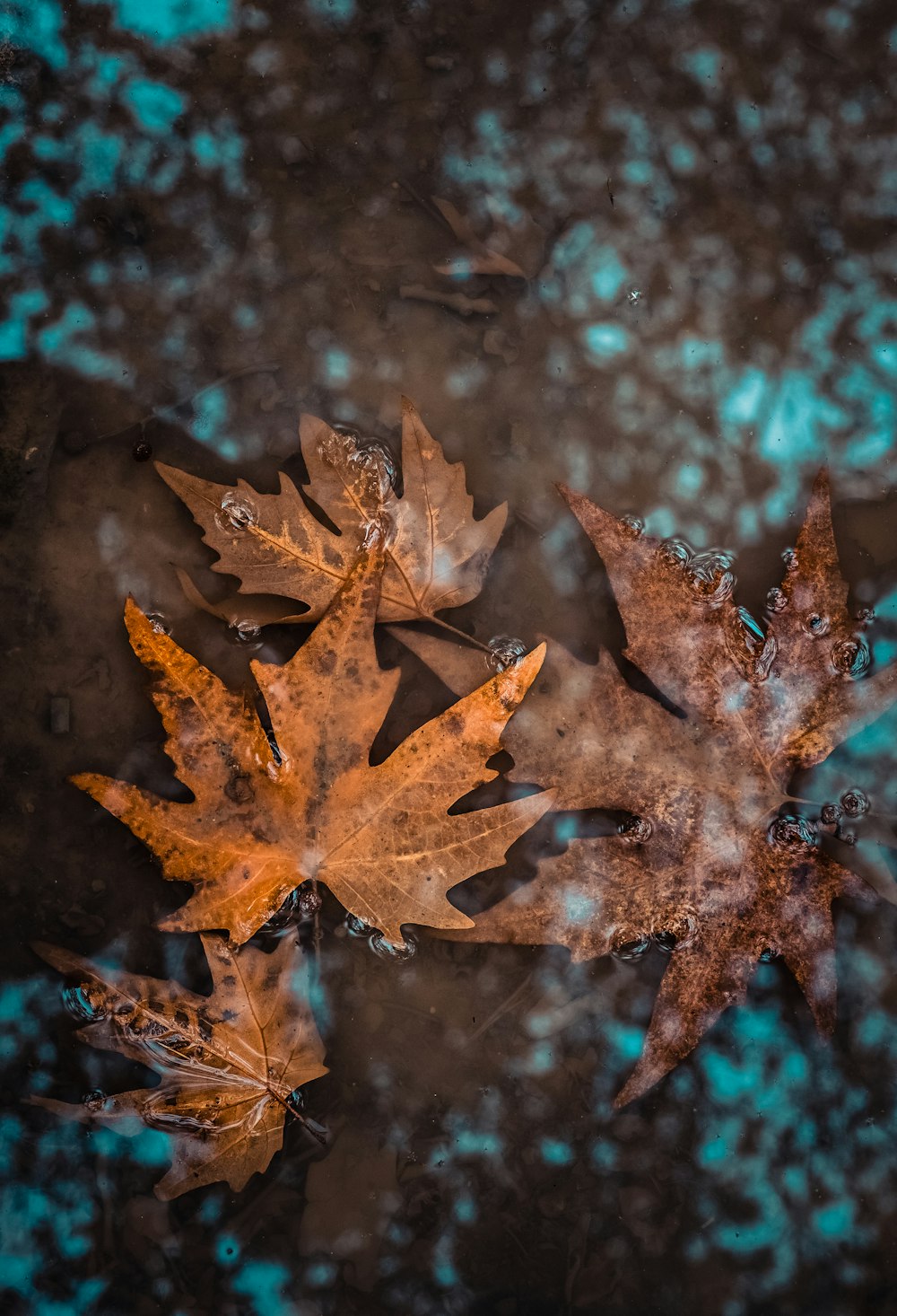 orange leaves on a puddle