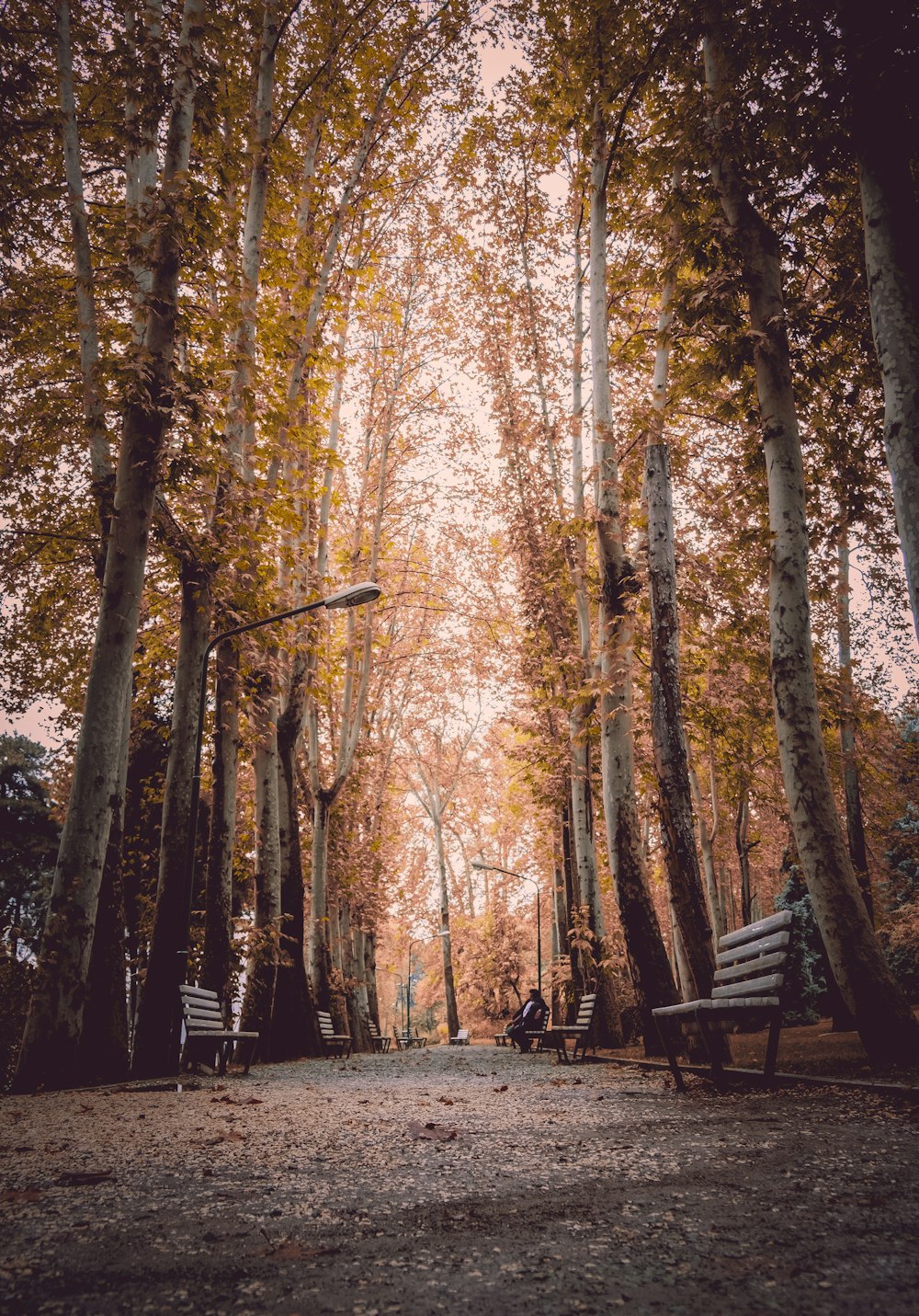 walkway lined with benches and white trees