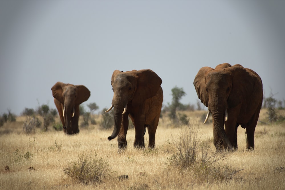 three elephant on brown grass field
