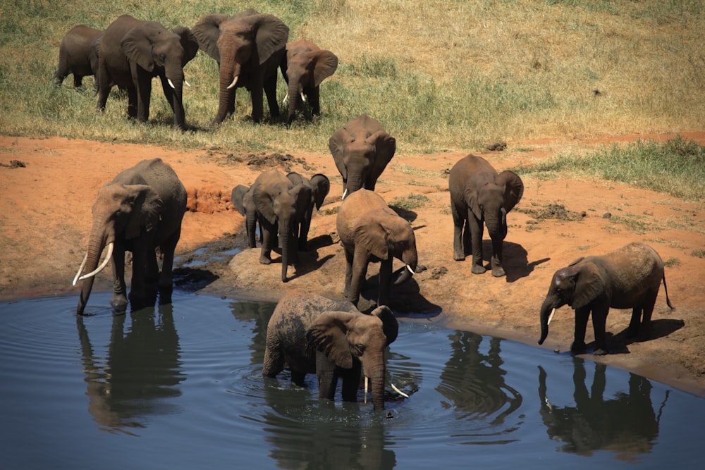 elephant near body of water