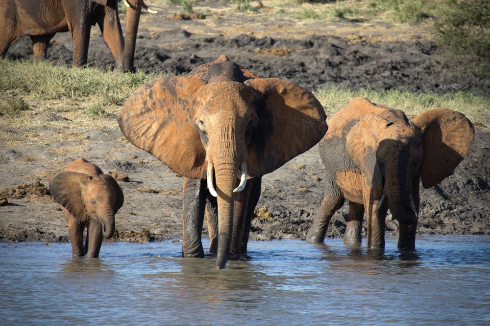elephants on calm body of water