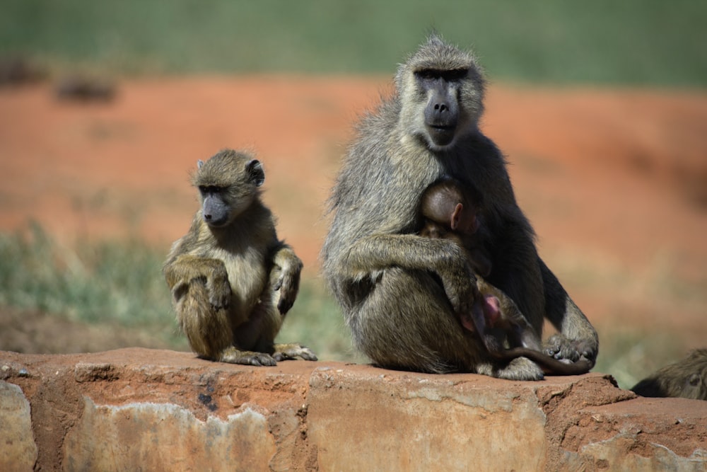 two primate on brown wall