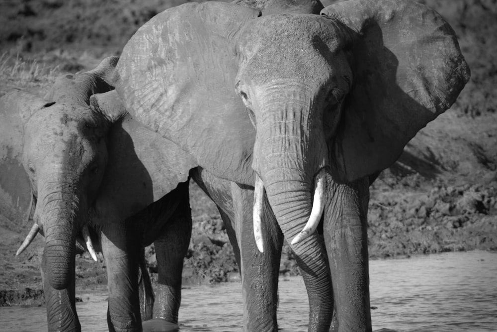 grayscale photo of two elephants