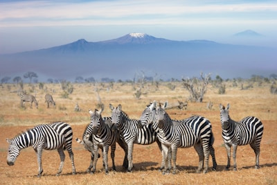group of zebra standing on dried grass field