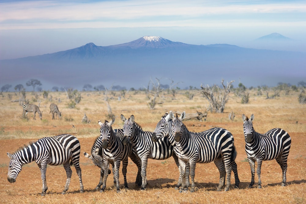 group of zebra standing on dried grass field