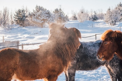 A group of horses standing in a snowy field, with visible breath vapor due to the cold air. Trees covered in snow are visible in the background, and the sunlight highlights the horses' coats.