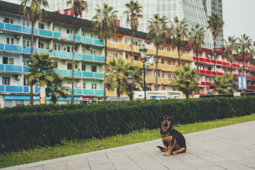 black and tan Rottweiler near plants