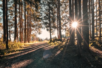 sun rays through the forest
