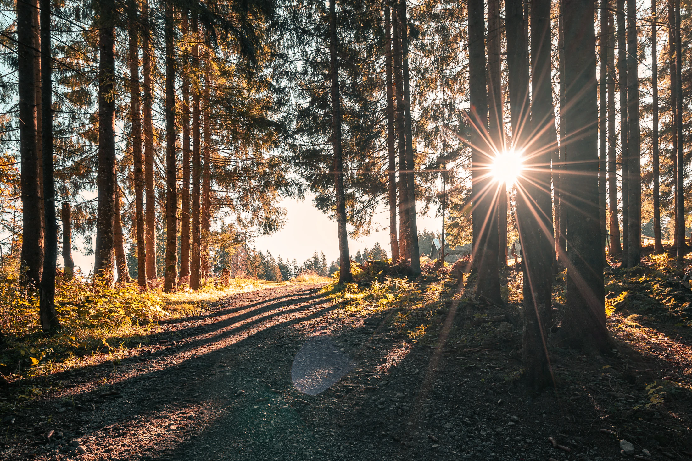 Wald mit Sonnenstrahlen