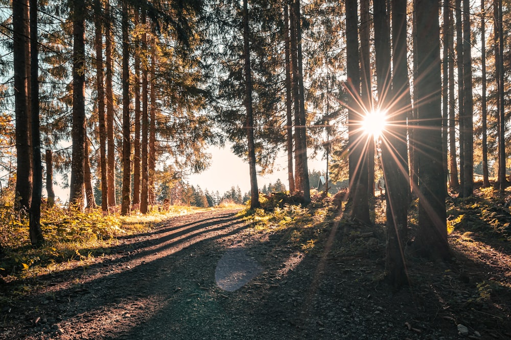 rayons de soleil à travers la forêt