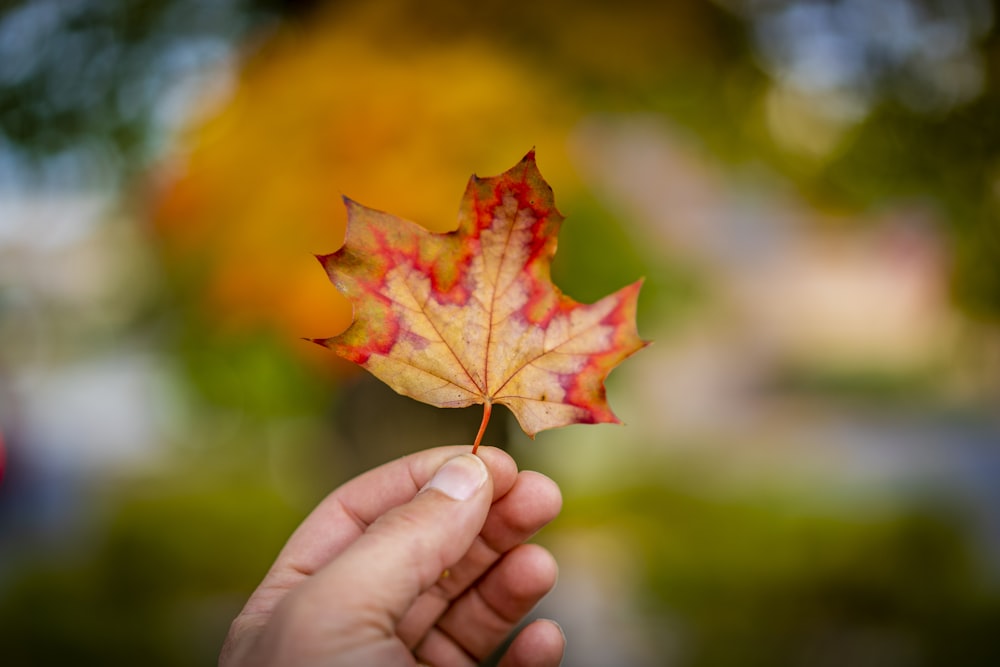 selective focus photo of dried leaf