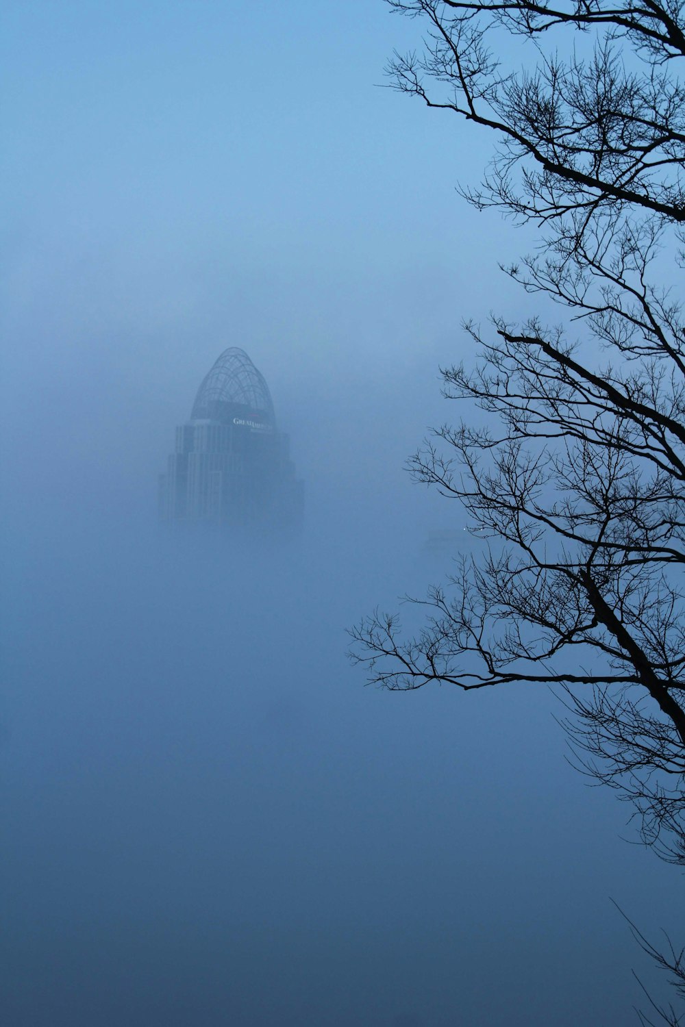 foggy bare trees