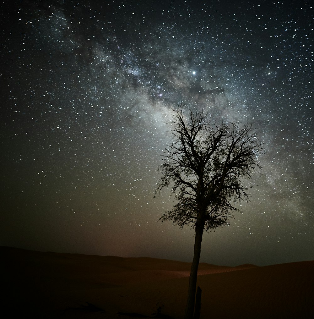 tree under black sky