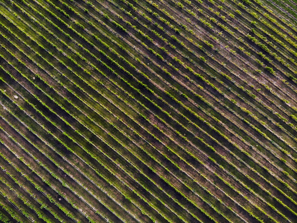 Photographie aérienne d’une ferme maraîchère à feuilles vertes