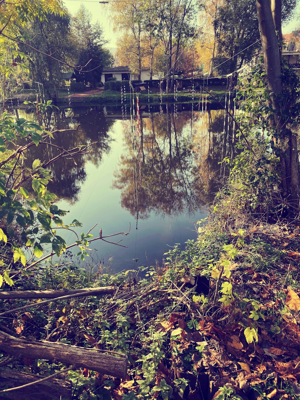 calm body of water surrounded by trees