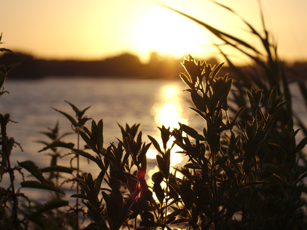 silhouette of plant against the sun