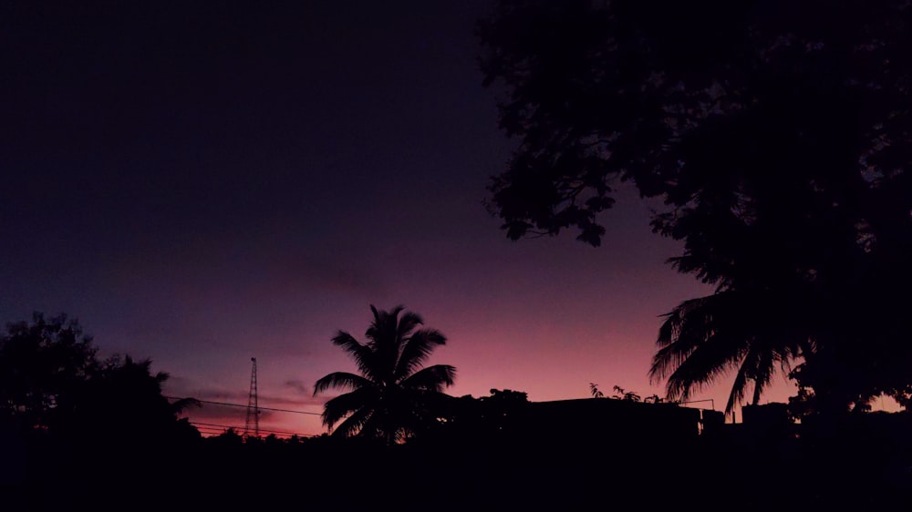 silhouette of trees under pink sky