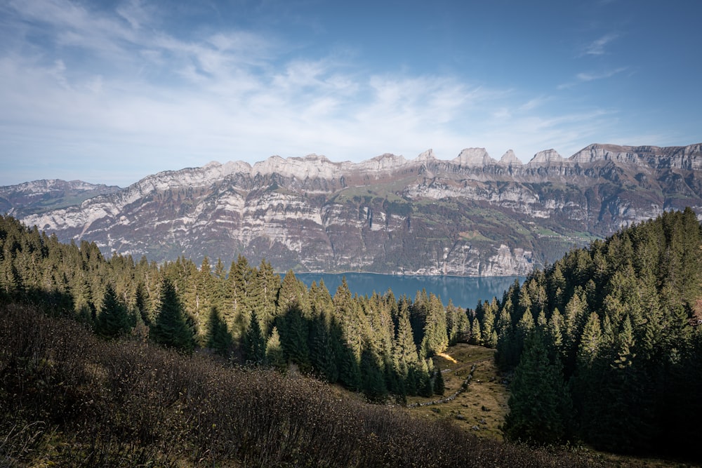 pine trees trough the river with mountain