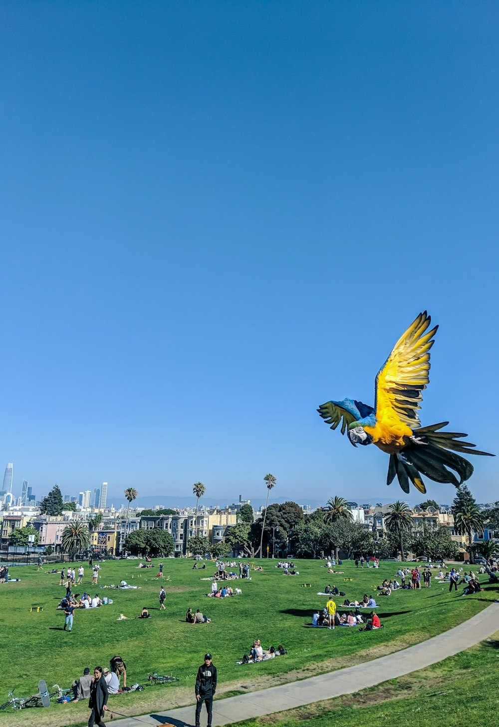 yellow and blue bird at flight