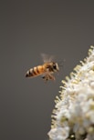 yellow and black bee on white flowers