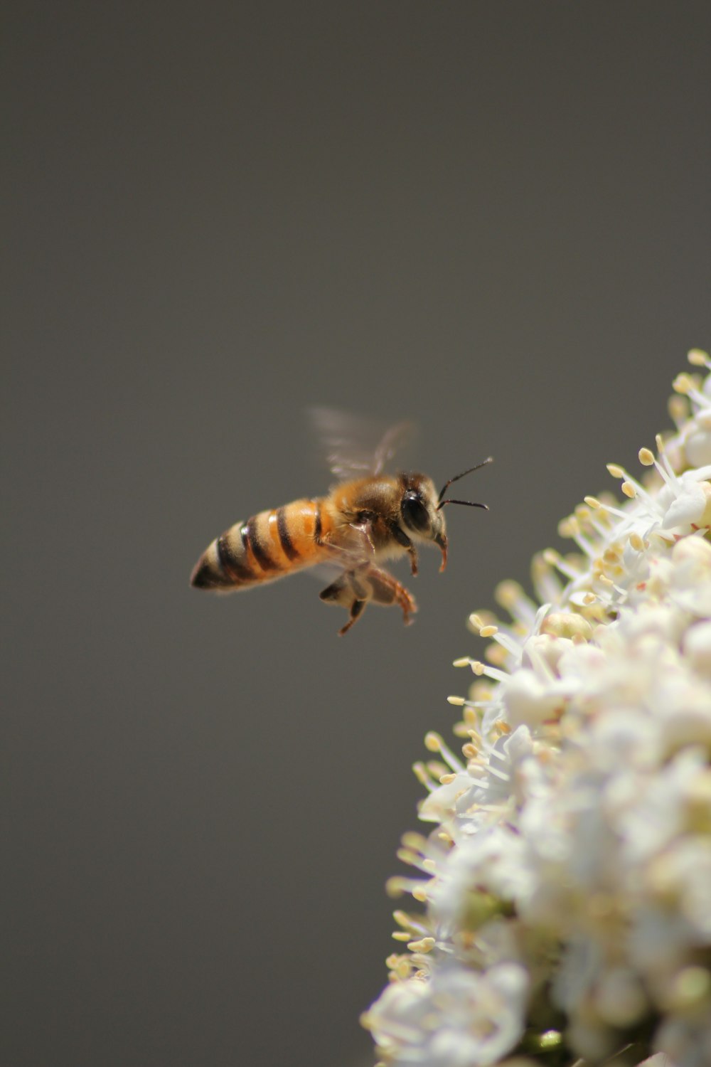 ape gialla e nera su fiori bianchi