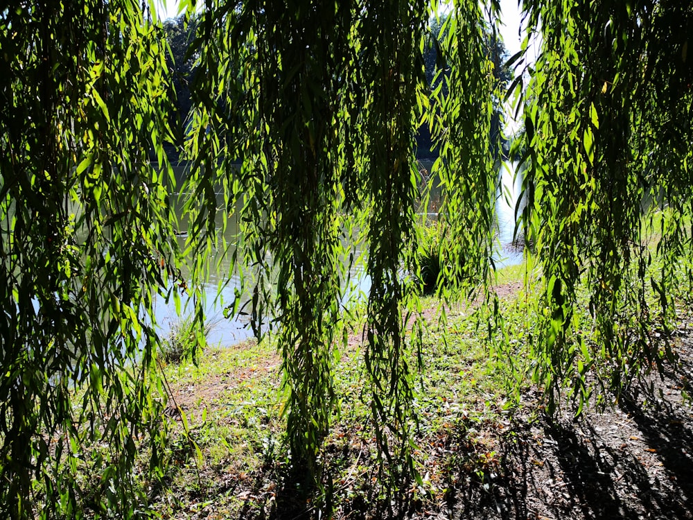 green grass fied scenery