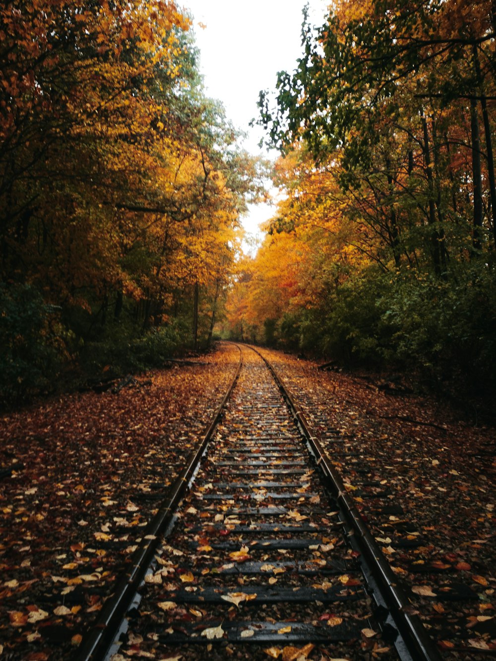 dried leaves on railroad in between of trees