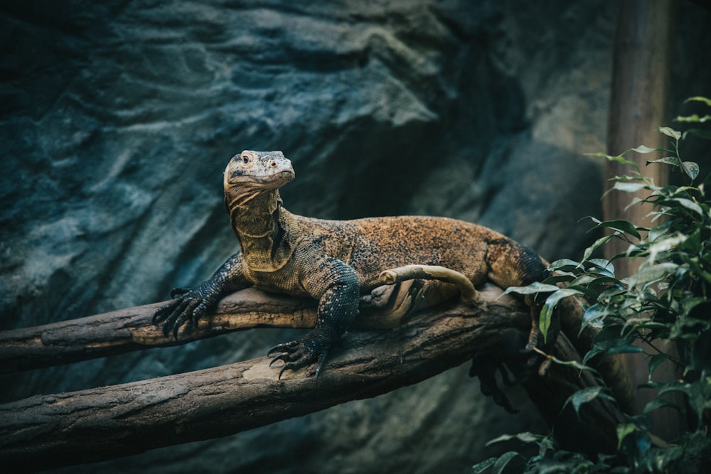 brown reptile on branch