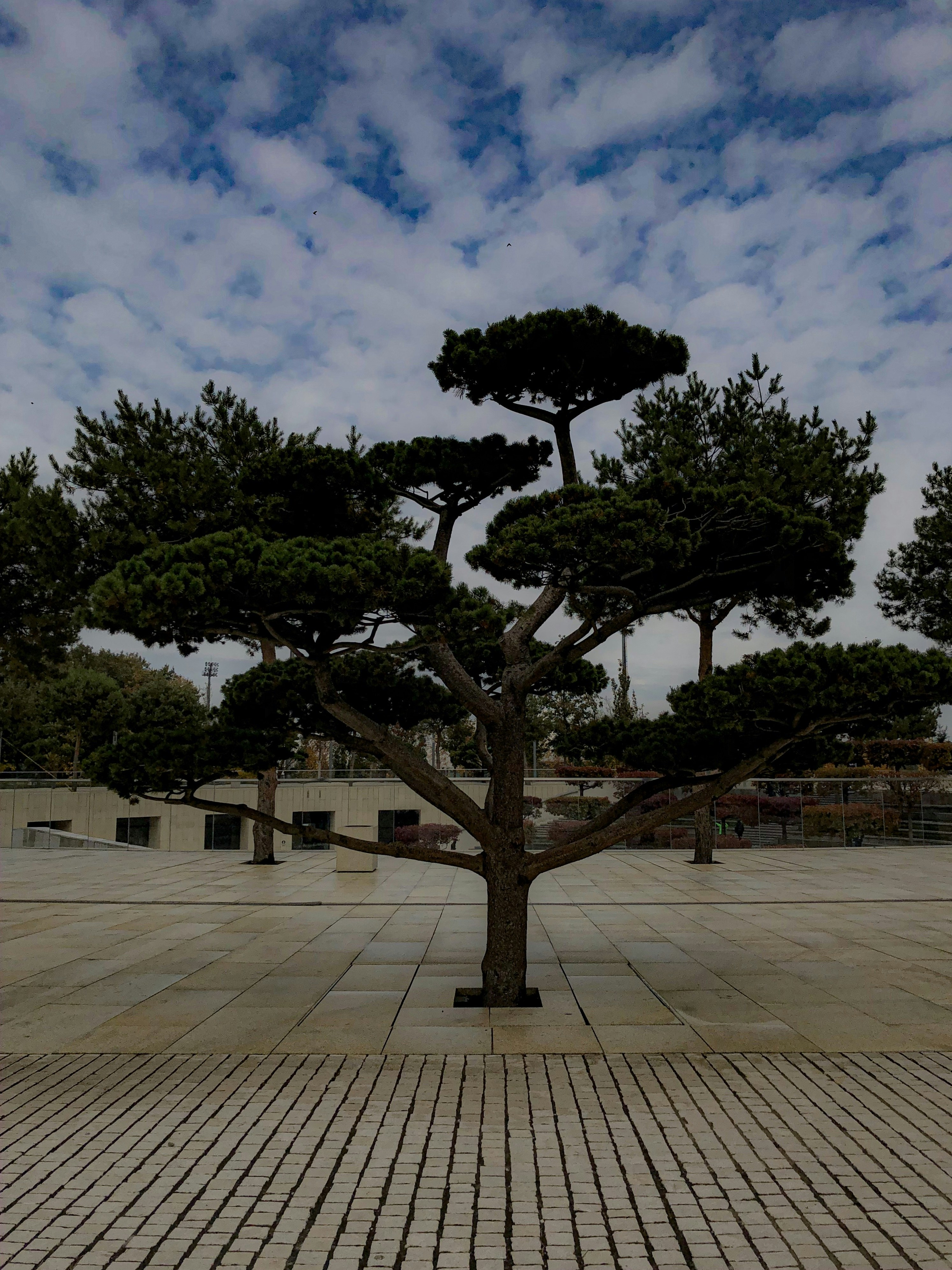 Essential Guide to Tree Pest Control Services in Doha