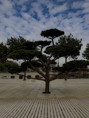 A well-pruned tree with dark green foliage stands on a paved, spacious terrace. The tree's branches spread out symmetrically, creating a layered canopy. Surrounding the terrace are other trees and a partial view of a modern building. The sky above is partly cloudy with patches of blue.